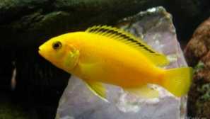 Защо си струва да започнете cichlid?